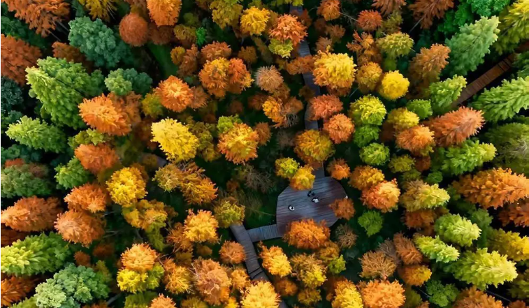 广东迎来红叶最佳观赏季