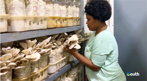 How grass from China is changing lives in Fiji