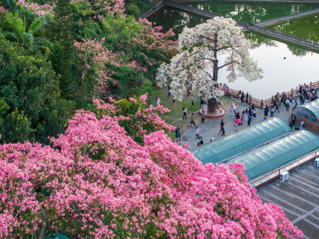 Capturing Guangzhou's autumn–winter blossoms