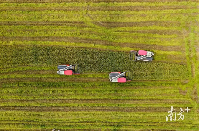 广东，好有“米”！